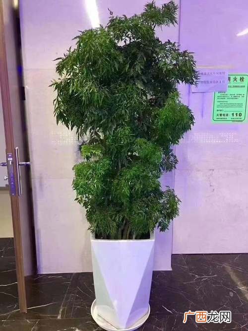 成都花卉批发市场 花卉租赁 成都