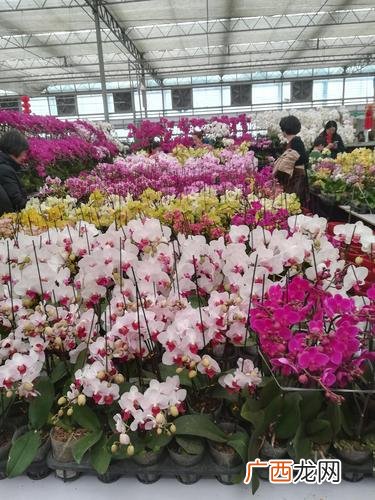成都花卉批发市场 花卉租赁 成都
