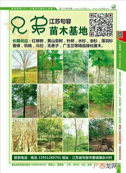 苗木花卉 徐州苗木花卉电商