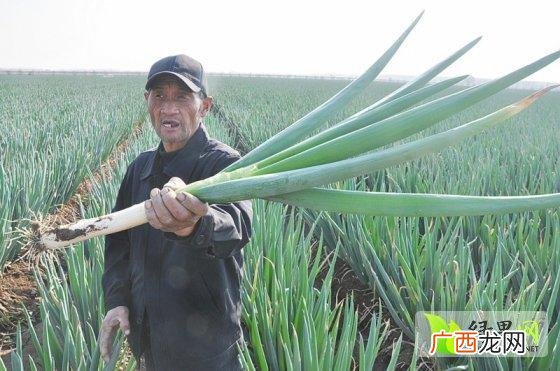 绿化苗木网 徐州市花卉苗木产业
