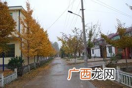 绿化苗木网 徐州市花卉苗木产业
