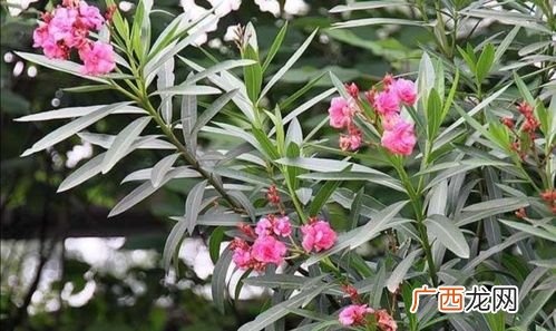 盆栽鲜花大全 五彩梅花卉养殖大全