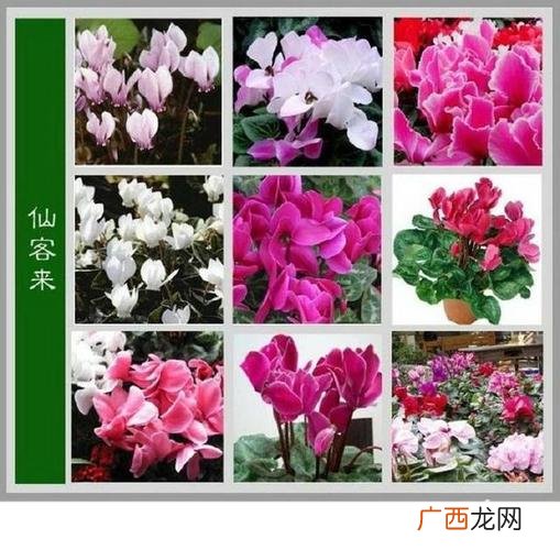 盆栽鲜花大全 五彩梅花卉养殖大全