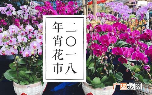 蝴蝶兰的广告宣传语 年宵花卉广告词