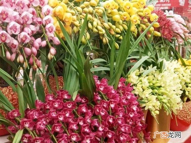 花卉大全室内盆栽花卉 年宵观赏花卉