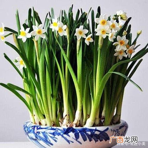 花卉大全室内盆栽花卉 年宵观赏花卉