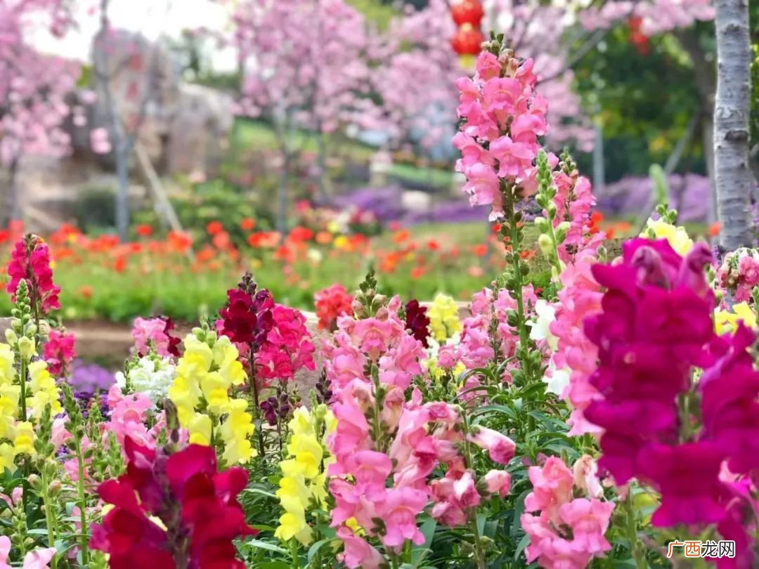 花种+地点 2022厦门山海健康步道春季赏花指南