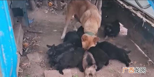 肉狗养殖挣钱吗,十大暴利养殖2020