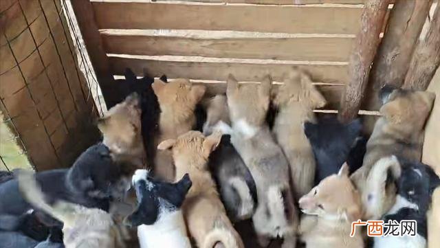 肉狗养殖挣钱吗,十大暴利养殖2020