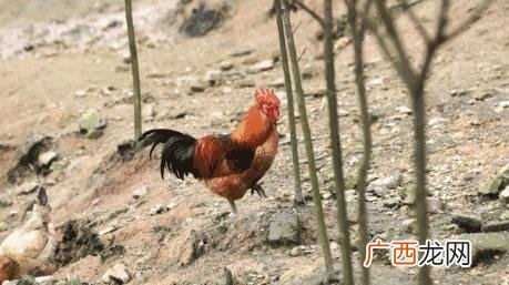 重庆烧鸡公加盟哪个牌子好,重庆烧鸡公加盟费用