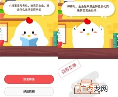 漂亮的金鱼，是由什么鱼演变而来的?