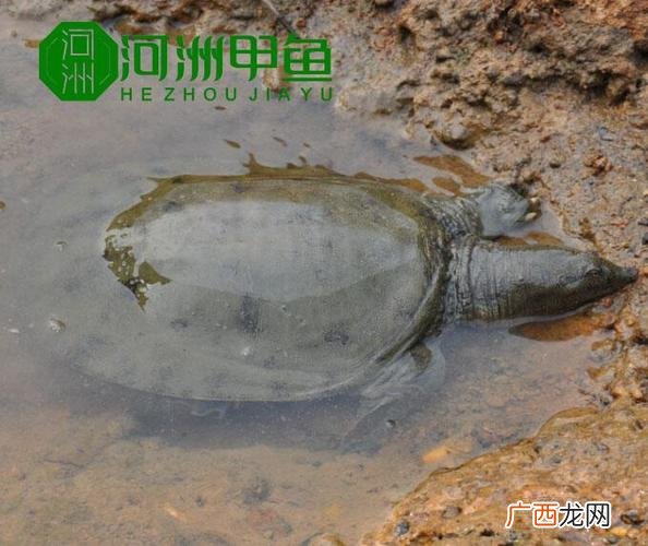 甲鱼室内养殖场的建设 哪里有甲鱼养殖场