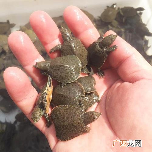 甲鱼室内养殖场的建设 哪里有甲鱼养殖场