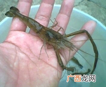 虾养殖需要什么条件 内地淡水适合养殖虾