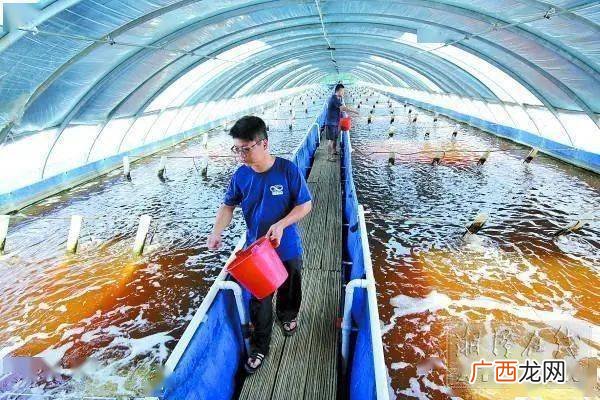 虾养殖需要什么条件 内地淡水适合养殖虾