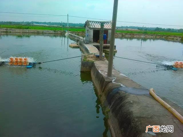 虾养殖需要什么条件 内地淡水适合养殖虾