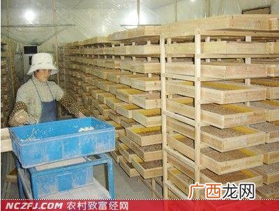 黄粉虫养殖前景 那里有黄粉虫养殖基地