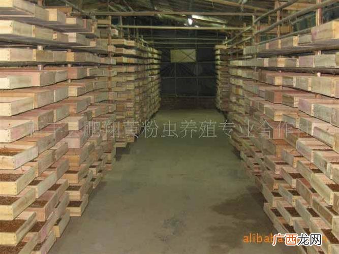 黄粉虫养殖前景 那里有黄粉虫养殖基地