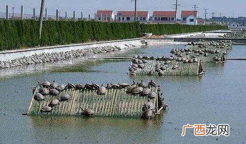 甲鱼养殖基地 南方养殖甲鱼可以吗