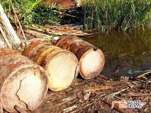 米西的功效有哪些 西米是什么东西做的