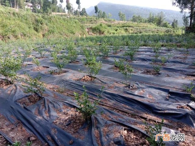 免费提供中药材种苗种植,种什么药材省事又赚钱