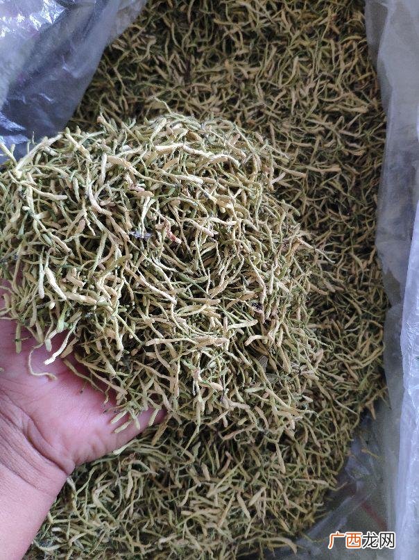 免费提供中药材种苗种植,种什么药材省事又赚钱