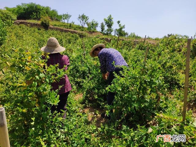 免费提供中药材种苗种植,种什么药材省事又赚钱