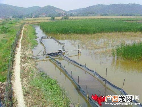 鱼塘养鱼赚钱吗 培养基 养殖 鱼塘