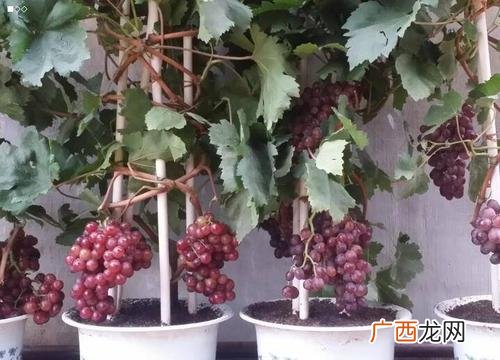 盆栽葡萄树怎么养 葡萄养殖常见问题