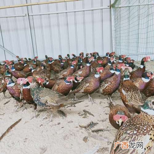 小鸡啄壳一天仍不出壳 七彩鸡出壳苗养殖技术
