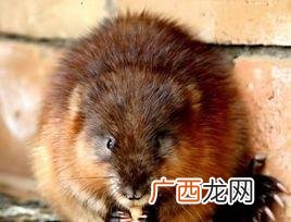 青根貂好不好 青根貂的养殖