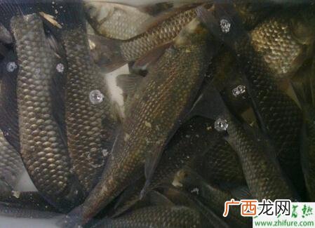 黑鱼养殖技术 青鱼养殖技术和利润
