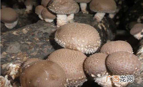 人工养殖大雁会飞走吗 人工养殖的菌内有那些