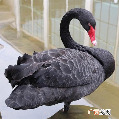 新手养鹅防疫完整流程 黑天鹅养殖技术