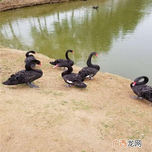 新手养鹅防疫完整流程 黑天鹅养殖技术