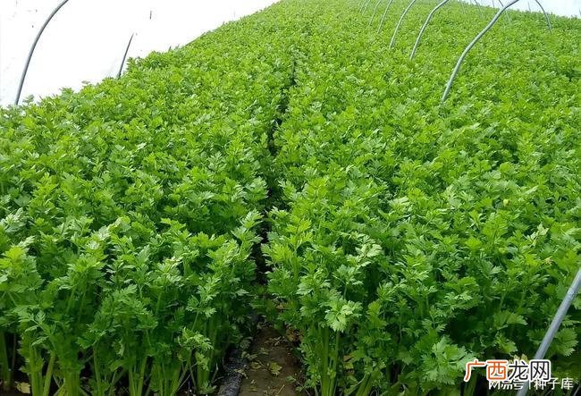 西芹怎么种植技术视频 西芹种植技术视频