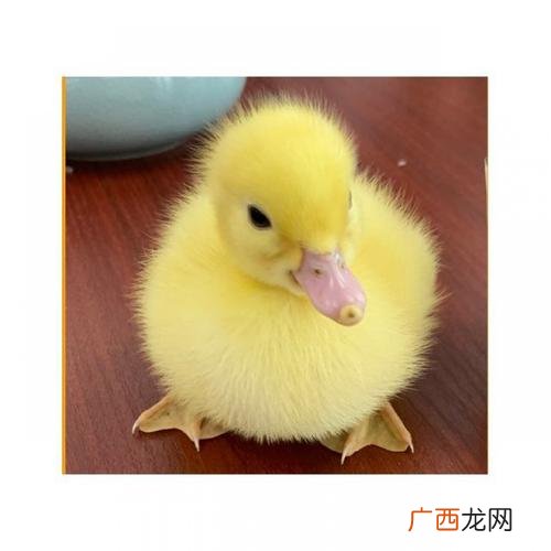 杂交麻鸭养殖技术喂什么 黄麻鸭养殖技术