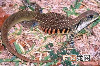 雷公马是几级保护动物 海南坡马养殖技术