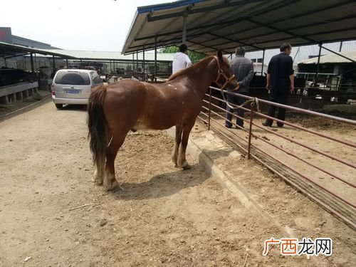 雷公马是几级保护动物 海南坡马养殖技术