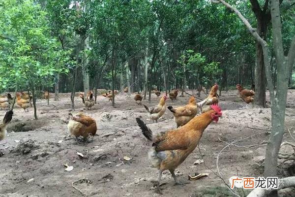林下养鸡 树林养鸡技术