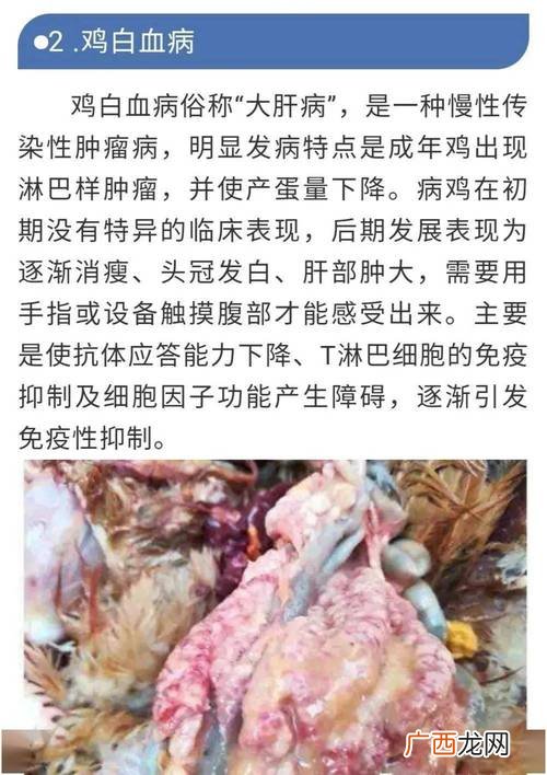 常见病的症状及治疗 春季家禽常见病预防技术