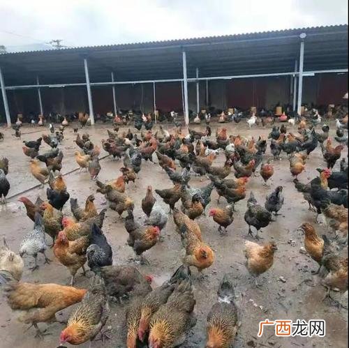 10种家禽 家禽的养殖技术