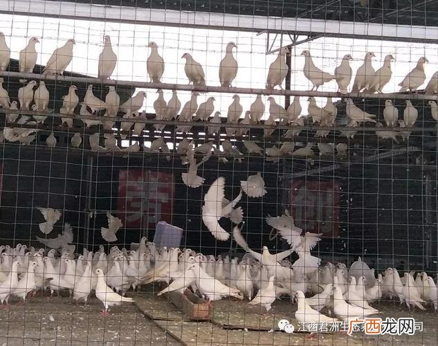 10种家禽 家禽的养殖技术
