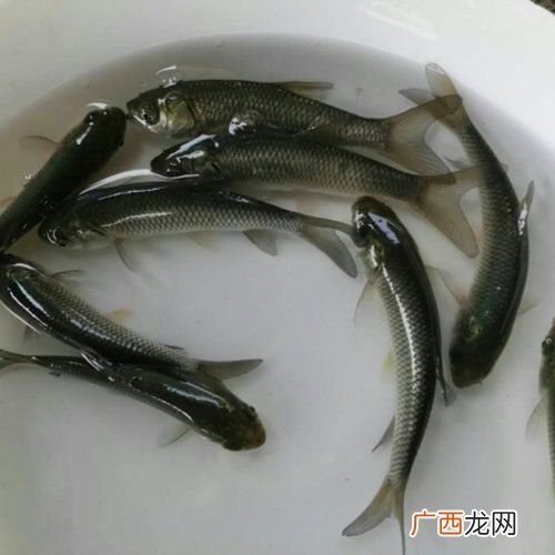 斑节对虾养殖技术要点 青斑鱼苗养殖技术