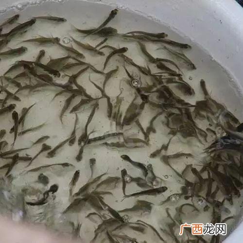 斑节对虾养殖技术要点 青斑鱼苗养殖技术