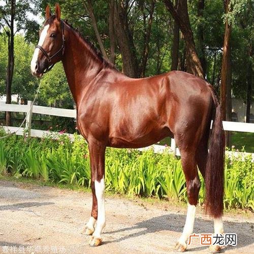 1养马技术与繁殖 专业养马技术