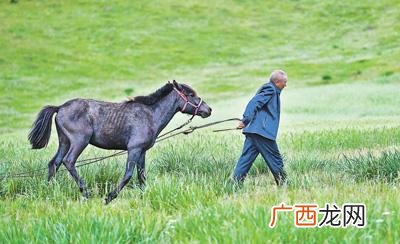 1养马技术与繁殖 专业养马技术