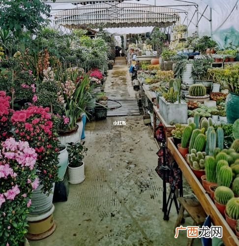 花卉盆景市场怎么样 成都花卉盆景