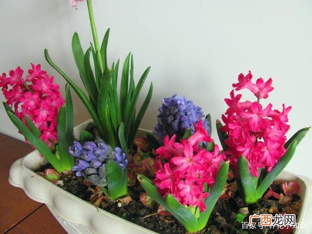 招财猫花卉养殖技术 冬季花卉养殖