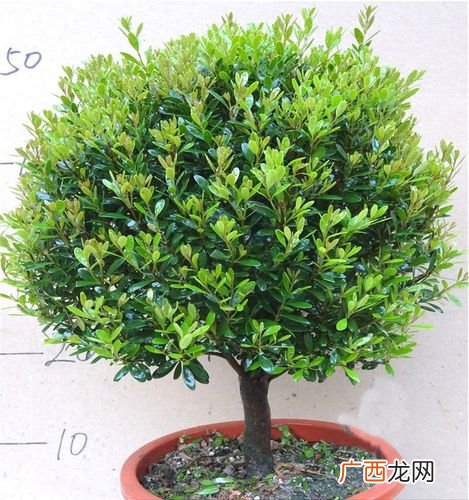 各种花卉的名称大全 盆栽花卉的名字